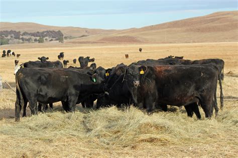 The Value Of Hay As Fertilizer Unl Beef