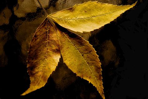 Gold Leaves 2013 Photograph By Beth Akerman Fine Art America