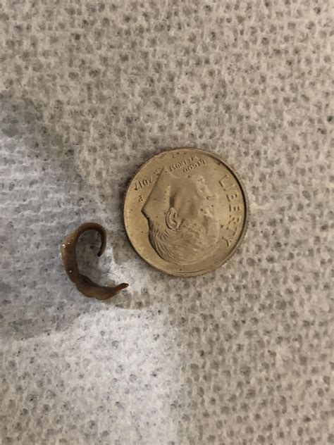 Worm From Dog Poo Hookworm Whatisthisthing