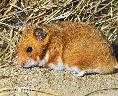 Mesocricetus Auratus Pictures Golden Hamster Syrian Hamster Images