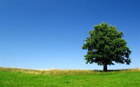 Top 168 Lonely Tree Wallpaper