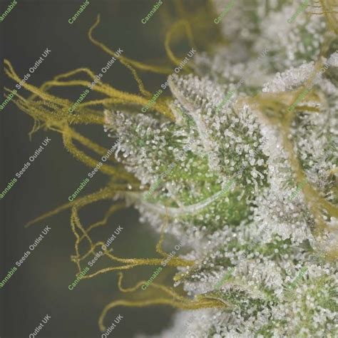 Buy Ruderalis Indica By Sensi At Cannabis Seeds Outlet Uk