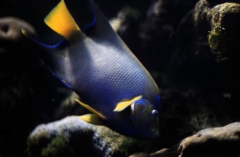 Bermuda Blue Angelfish Facts Behavior Diet Habitat Seafish