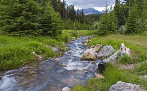 Beautiful Mountain Stream River Forest Forest Path Beautiful World