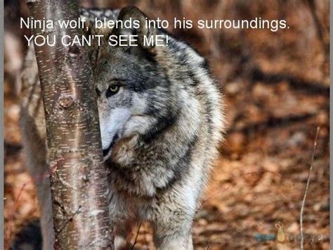 53 Best Funny Wolfs Images On Pinterest Baby Puppies Puppies And