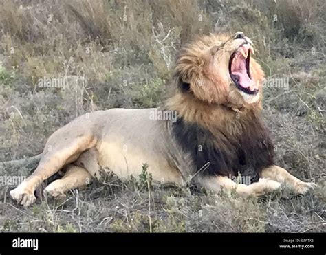 Yawning Lion On Gondwana Stock Photo Alamy