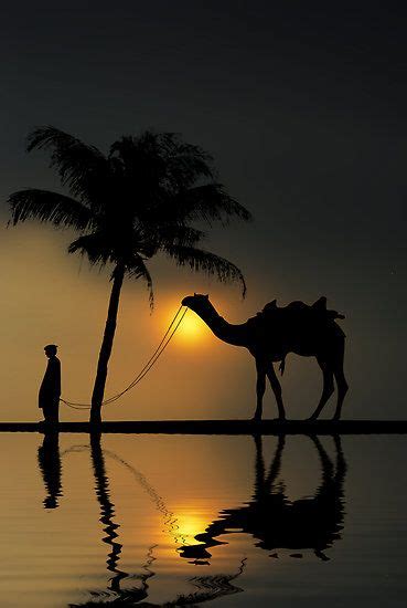 How to get a camel. Pin on Arabian Dreams...