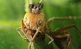Photos of Controlling Carpenter Ants