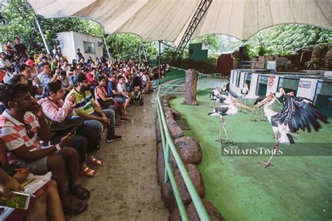 Více do krásného počasí se stále rodí nová mláďata. Potential sponsors offer to keep Zoo Negara afloat after ...