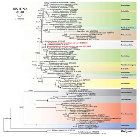 Maximum Likelihood Ml Tree Based On 18s Rrna Gene Sequences