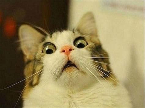 Cat Gasp | Teh Meme Wiki | FANDOM powered by Wikia