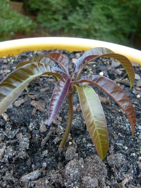 Grow A Mango Tree 5 Steps With Pictures Instructables