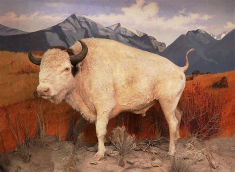 Legacy Of White Buffalo—big Medicine Buffalo Tales And Trails