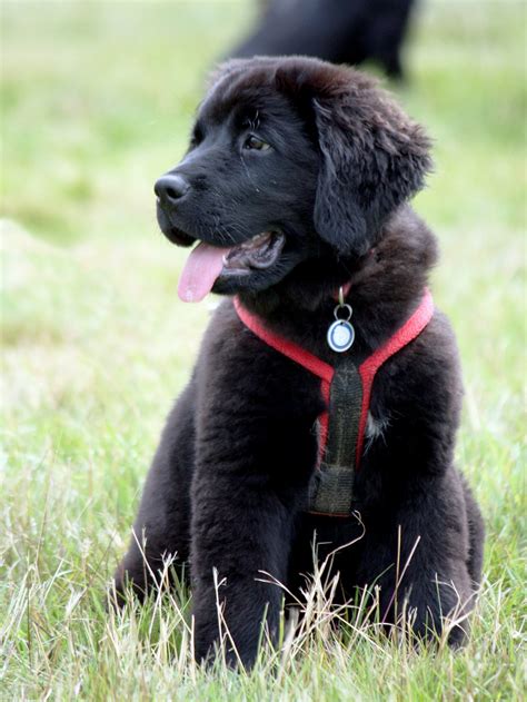 Dog Newfoundland Puppy Cute Free Stock Photo Public Domain Pictures