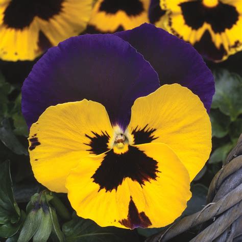 Buy Pansy Yellow With Purple Wing 20 Plugs Marshalls