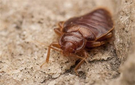 Blog Is It Dangerous To Have Bed Bugs In My Dallas Tx Home