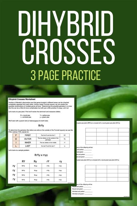 Chapter 10 Dihybrid Cross Worksheets