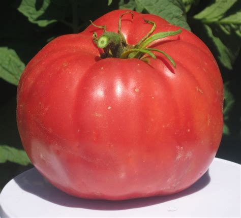 Big Tomatoes 2 Lbs