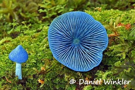 New Zealand Fungi Mushroaming Daniel Winklers Webpages Dedicated