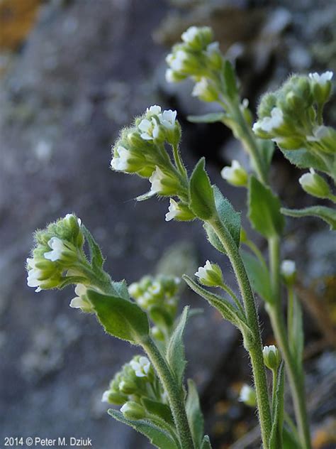 Draba Cana Hoary Whitlow Grass Minnesota Wildflowers