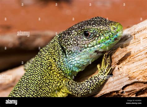 European Green Lizard Lacerta Viridis Stock Photo Alamy