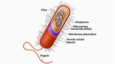 Diferenças Entre Células Procariontes E Eucariontes Toda Matéria