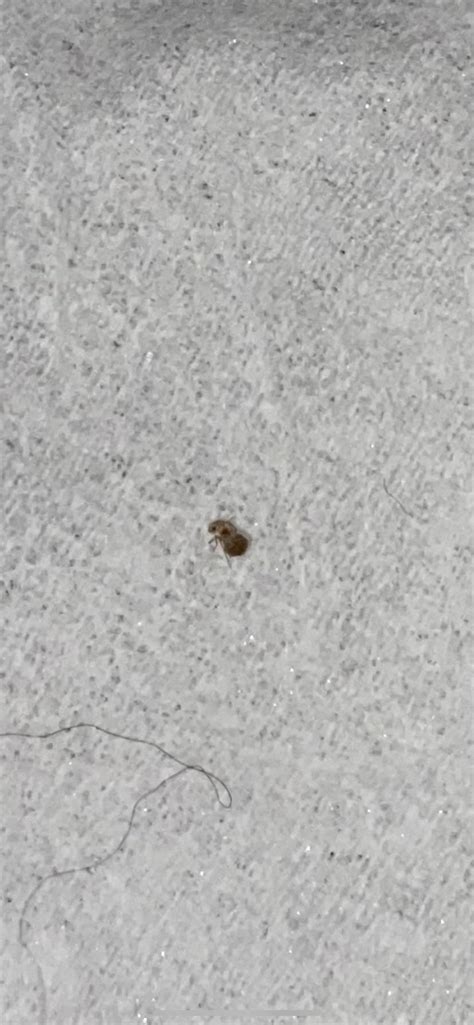 Is This A Bed Bug Found This On My Pillow Last Night And Am Not Sure