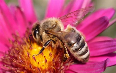 Pollinators In Peril