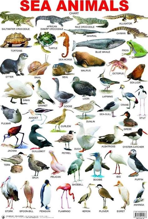 Mammals That Live In Water List - Pets Lovers