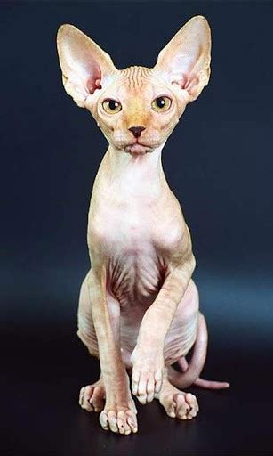 Check spelling or type a new query. Sphynx Cat - Hairless Breed Information, Pictures and How ...