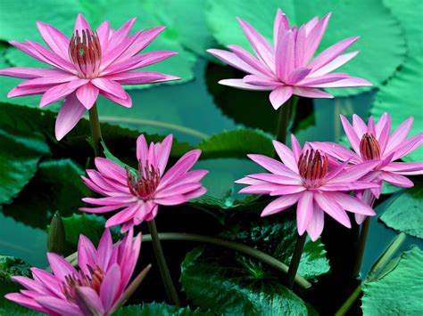 Beautiful Pink Water Lilies Flowers Petals Leaves Water 4k