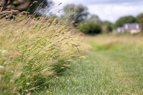 Meadow Grass Long Grass Hanging Over The Path At Titchmarsh Nature