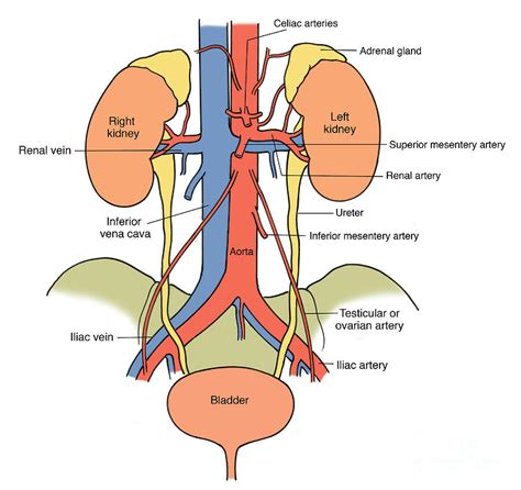 Illustration Of Urinary System Photograph By Science Source Pixels