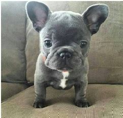 A fad color is a coat color disqualified by the fbdca/akc french bulldog breed standard. French Bulldog Colors — AskFrenchie.com