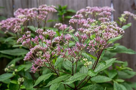 How To Grow And Care For Joe Pye Weed