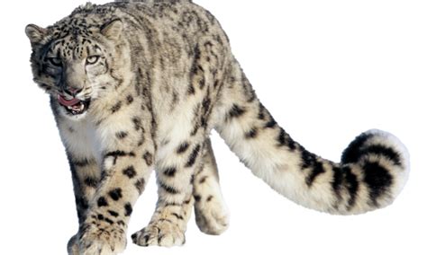 Can Saving Snow Leopards Quench Peoples Thirst Magazine Articles Wwf