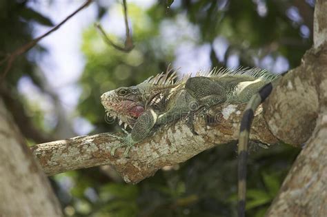 Green Iguana Iguana Iguana Adult Perched In Tree Los Lianos In