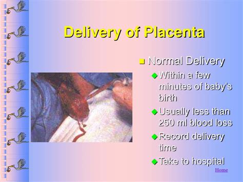 Ppt Obstetrics And Gynecology Powerpoint Presentation Free Download