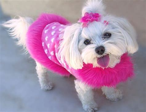 Omg Cute Dog With Tasteful Pink Pink Dog Really Cute Dogs Pink Fur