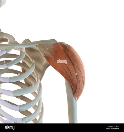 Human Deltoid Muscle Computer Artwork Stock Photo Alamy