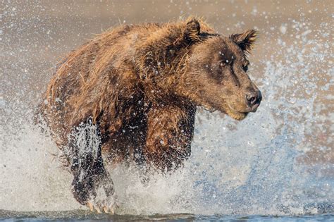 Bears Brown Bears Water Splash Run Hd Wallpaper Rare Gallery