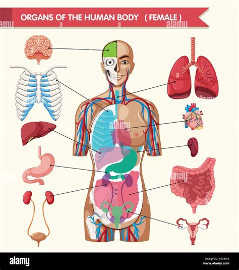 Gli Organi Del Corpo Umano Illustrazione Schema Immagine E Vettoriale