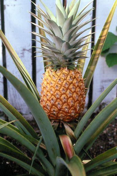 Hawaii Horticulture That Pineapple Top Plant It Dont Toss It