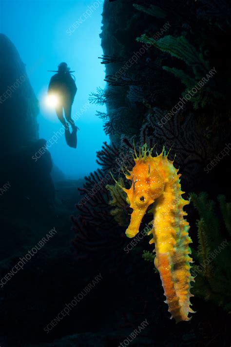 Scuba Diving With Seahorses At Medes Islands Stock Image C0316580