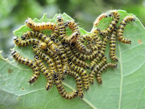 Caterpillars Of The Buff Tip Moth © Jonathan Kington Geograph