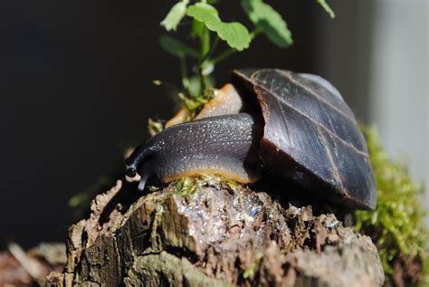 Караколус полосатый, караколус маргинеллус младший синоним: Caracolus land snail