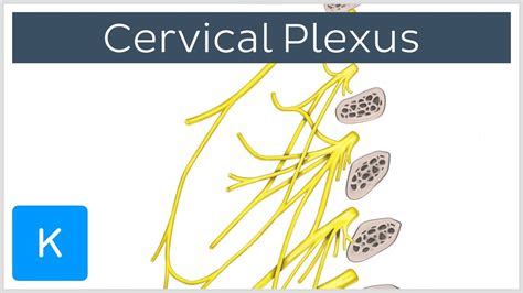What Is The Cervical Plexus Preview Human Anatomy Kenhub Youtube