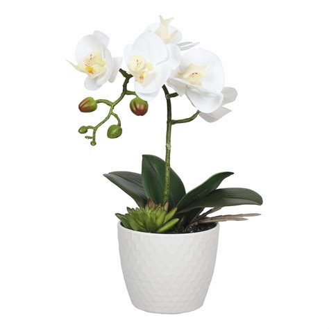 Single Stem White Phalaenopsis Orchid With Decorative Pot