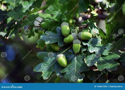 Branches Of Oak Tree In The Park Stock Photo Image Of Arboriculture