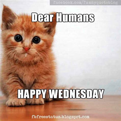 it s wednesday funny and happy wednesday meme with wednesday quotes